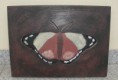 quadro borboleta